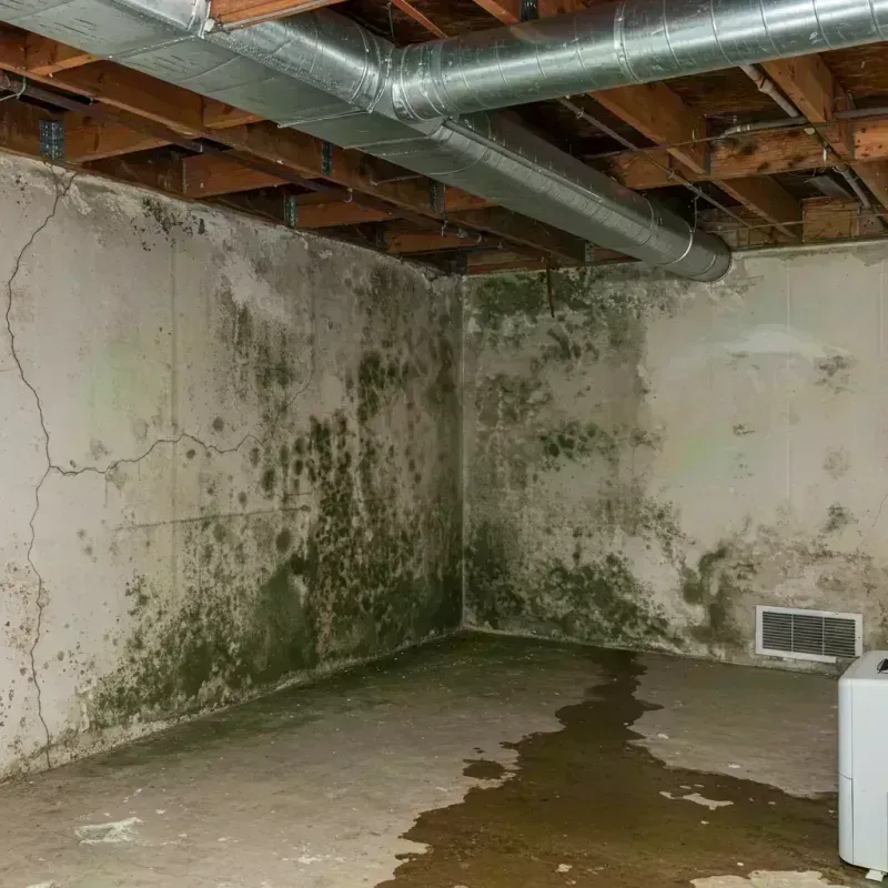 Professional Mold Removal in Harrison County, WV